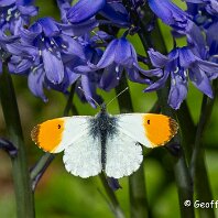 Orange Tip